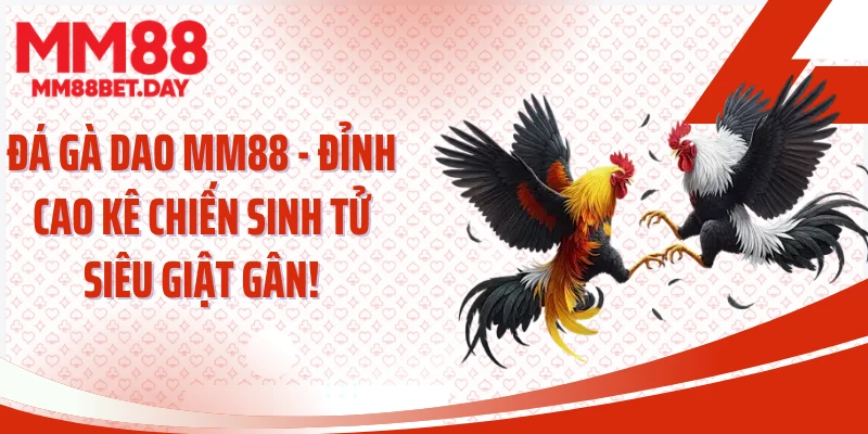 Đá Gà Dao MM88 - Đỉnh Cao Kê Chiến Sinh Tử Siêu Giật Gân!
