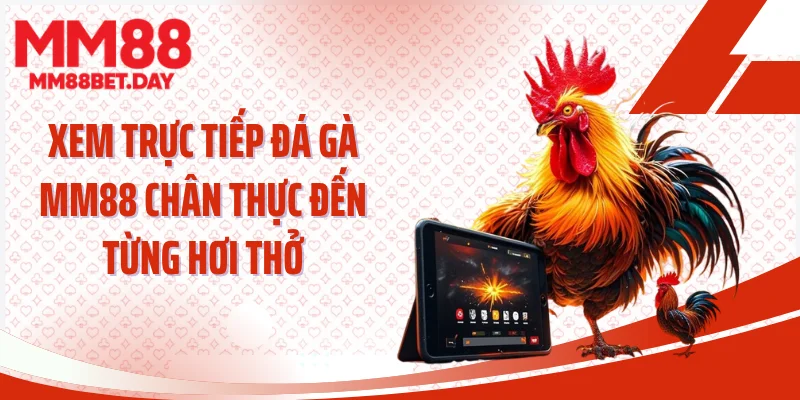Xem trực tiếp đá gà MM88 chân thực đến từng hơi thở